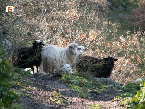 Foto di Pietrina Cagnoni