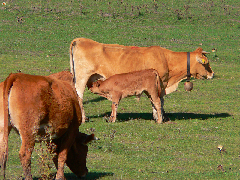 Foto da Sardegna Digital Library 