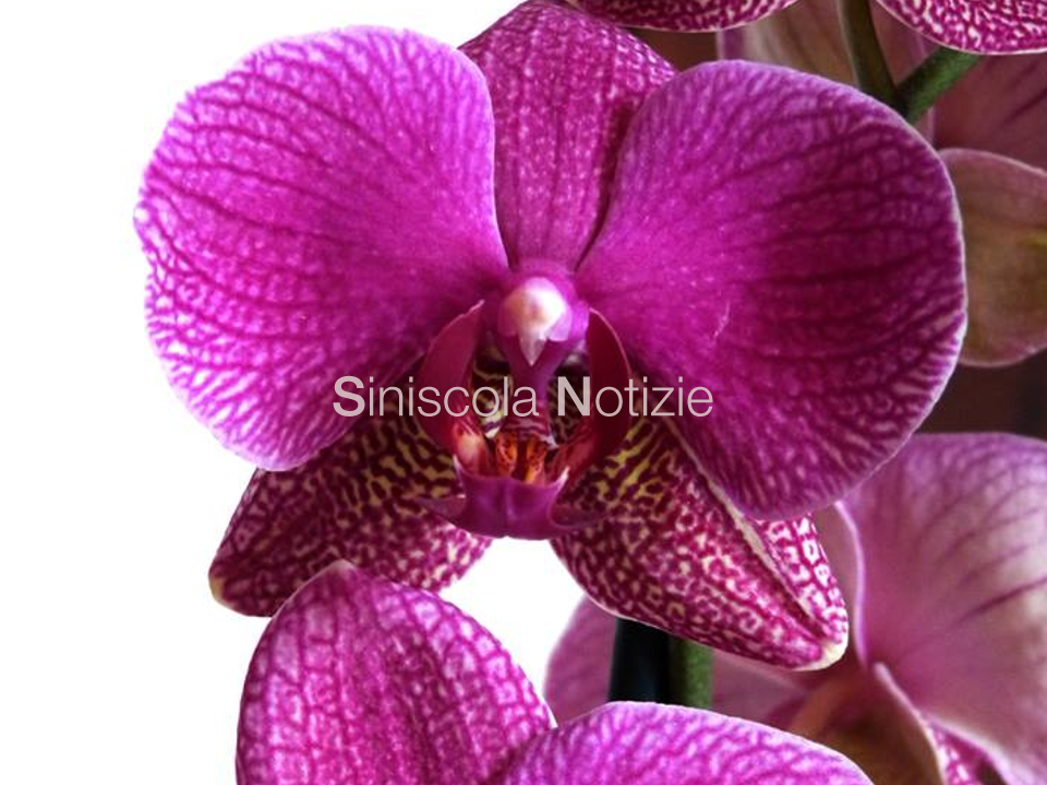 Orchidea.png